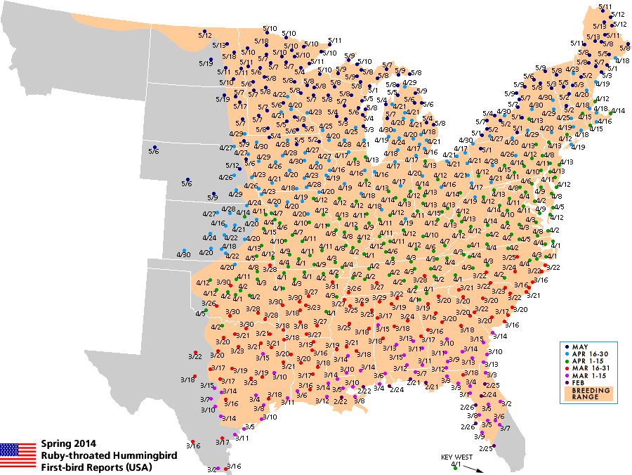 Hummingbird Migration Chart