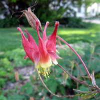 Columbine