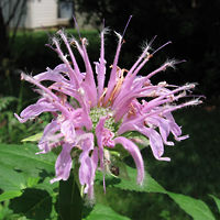 Wild Bergamot