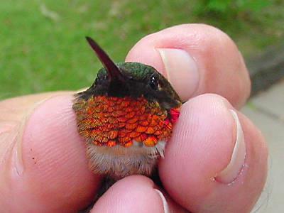 Florida Hummingbirds