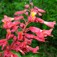 Red Buckeye