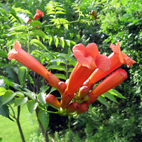 Trumpet Creeper