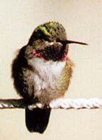 Male Broad-tailed