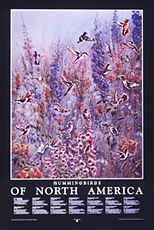 Hummingbirds of North America