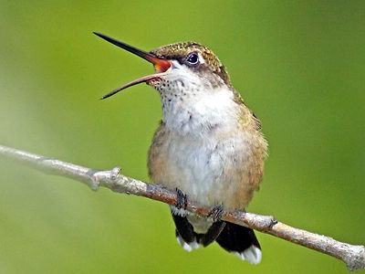 hummingbirds.net
