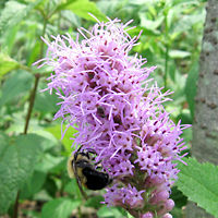 Prairie Blazingstar