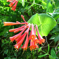 Coral Honeysuckle