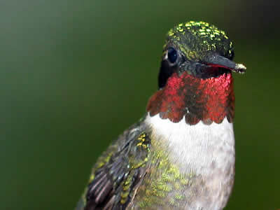 http://www.hummingbirds.net/images/loth.jpg