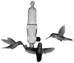 When do you remove hummingbird feeders?