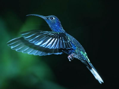 http://www.hummingbirds.net/images/oomen1.jpg