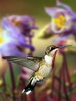 Female Ruby-throat and Columbines