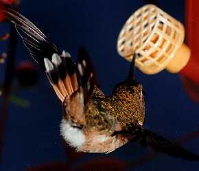 Babe's tailfeathers