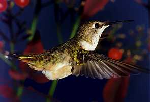 Female Rufous