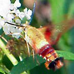 Hummingbird moth