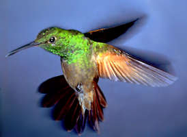 Berylline Hummingbird (Amazilia beryllina)