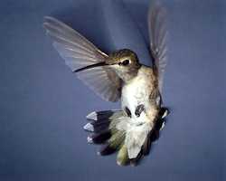 Black-chinned female