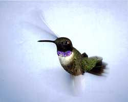 Black-chinned male