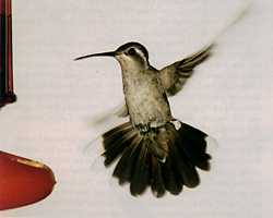 Blue-throated female