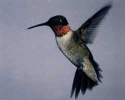 Ruby-throated male