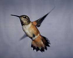 Rufous female