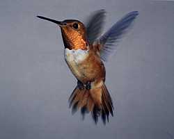 Rufous male