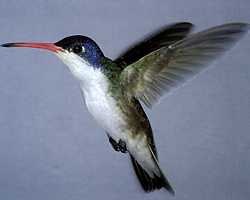 Violet-crowned male