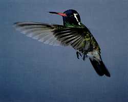 White-eared male